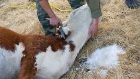 Аналитики оценили убытки от массового убоя скота в ряде регионов